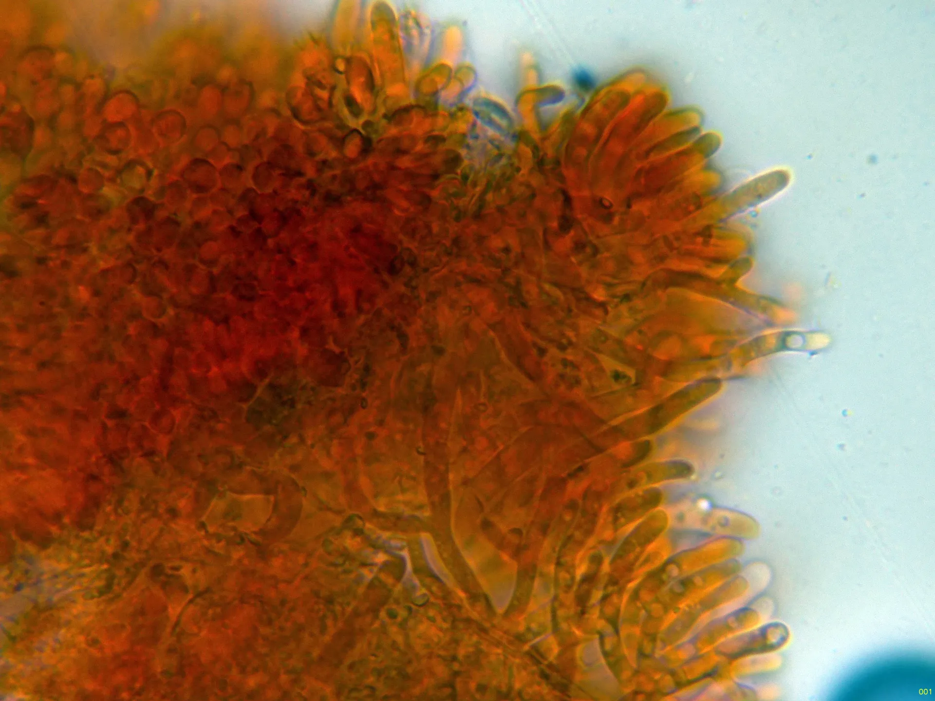 Microscopía de Meruliopsis faginea - 10 - Leptocistidios -001